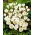 Crocus Miss Vain – large pack! – 200 pcs