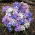 Lucile's glory-of-the-snow mix - Chionodoxa luciliae mix - 10 bulbs
