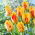 Tulip Olympic Flame - 5 pcs