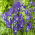 "Discovery" holländsk iris - 10 lökar