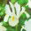 "White van Vliet" holländsk iris - 10 lökar