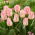 Tulip Pink Dream - 5 pcs