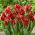 Tulipe Araignee Rouge - 5 pcs