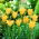 Tulipa com folhas de linho, tulipa Bokhara Bronze Charm - pacote grande! - 50 pcs.