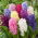 Hyacint-slægten - MIX - pakke med 3 stk - Hyacinthus