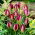 Tulpe Red Beauty - 5 Stück