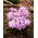 Gloria de las nieves - Rose Queen - paquete de 10 piezas - Chionodoxa luciliae