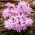 Gloria de las nieves - Rose Queen - paquete de 10 piezas - Chionodoxa luciliae