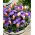 "Spring Prop" - 75 krokus- och tulpanlökar - sammansättning av 2 spännande sorter