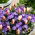 "Spring Prop" - 75 krokus- och tulpanlökar - sammansättning av 2 spännande sorter