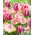 "Spring Song" - 50 bulbi di tulipano - composizione di 2 varietà