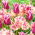 "Spring Song" - 50 bulbi di tulipano - composizione di 2 varietà