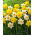 Narcisi, bulbi di narciso - set di 2 varietà - Dutch Master e Salome - 50 pz