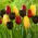 „Jarní štěstí“ - 45 cibulek tulipánů - složení 3 odrůd