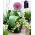 Cebolla ornamental de crecimiento bajo con un gran racimo de flores - Red Giant - ¡paquete grande! - 10 piezas