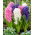 "Spring Diamond '- 27 bulbos de jacinto - composição de 3 variedades