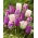 Tulip bulbs - set of 3 varieties - Don Quichotte, White Dream and Flaming Flag - 45 pcs