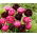 Tulipánhagyma - 2 fajta készlet - Aveyron és Black Hero - 50 db.