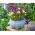 Macarena - 100 crocus and iris bulbs - purple-creamy white composition