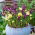 Macarena - 100 crocus and iris bulbs - purple-creamy white composition