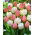 Tulip bulbs - set of 2 varieties - Mount Tacoma and Salmon Impression - 50 pcs