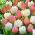 Tulip bulbs - set of 2 varieties - Mount Tacoma and Salmon Impression - 50 pcs