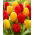 Cibule tulipánů - sada 2 odrůd - červený a žlutý výběr - 50 ks.