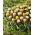 Happy Spring - 10 tulpenbollen - een samenstelling van twee soorten - 