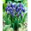 Gyöngyike latifolium - csomag 10 darab - Muscari latifolium