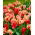 Birth of Venus" - 50 tulip bulbs - composition of 2 varieties