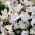 "Lady-of-the-Lake" - 100 crocus and Siberian squill  bulbs - composition of 2 intriguing varieties