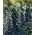 Vipera bugloss - melliferous növény - 100 gramm; kékfű - 