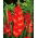 Gladiolus Traderhorn - XL pack! - 250 pcs
