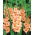 Gladiolus Peter Pears - XL pack! - 250 pcs
