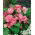 Camellia begónia - rózsaszín-fehér- nagy csomag! - 20 db.