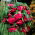 Begonia rastrera - rosa - ¡paquete grande! - 20 piezas
