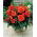 Begonia Fimbriata (frange) - orange - gros paquet ! - 20 pieces