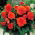 Begonia Fimbriata (frange) - orange - gros paquet ! - 20 pieces