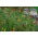Plantes mellifères - une sélection de plantes vivaces pour sites plus secs - 10 kg - 