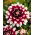 Dahlia - Duet - XL pakket! - 50 stuks - 