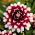 Dahlia - Duet - XL pakket! - 50 stuks - 