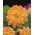 Dahlia - Peaches and Cream - large pack! - 10 pcs