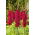 Gladiolus Plum Tart - large pack! - 50 pcs