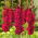 Gladiolus Plum Tart - large pack! - 50 pcs