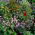 Fast Flowers prato fiorito, una selezione di oltre 20 piante a crescita rapida - 5 kg - 