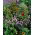 Fast Flowers prato fiorito, una selezione di oltre 20 piante a crescita rapida - 5 kg - 