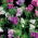 Kretisk hugorm's bugloss - melliferous plante - 1 kilogram - 