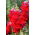 Torina snapdragon - variedad de invernadero de flores rojas - 