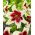Lily - Zeba - large pack! - 10 pcs