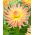 Dahlia - Apricot Star - 